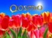 Tapety na plochu - Qosmio Feeling