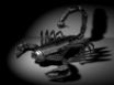 Tapety na plochu - Chrome Scorpion