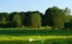 Tapety na plochu - Windows 7 forest