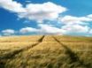 Tapety na plochu - Vista hayfield