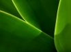Tapety na plochu - Vista leafs