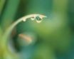 Tapety na plochu - Water drops 2