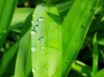 Tapety na plochu - Water on leafs