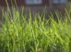 Tapety na plochu - Vista grass 4