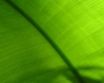 Tapety na plochu - Green plant