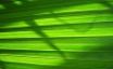 Tapety na plochu - Green nature wall