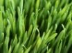 Tapety na plochu - Vista grass 3