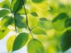 Tapety na plochu - Vista green leafs