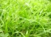 Tapety na plochu - Vista plants