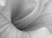 Tapety na plochu - Vista flower