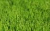 Tapety na plochu - Vista grass 2