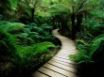 Tapety na plochu - Nature wood road