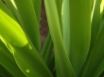 Tapety na plochu - Vista green plant