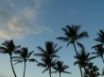 Tapety na plochu - Vista tropical trees