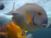 Tapety na plochu - Vista underwater fish
