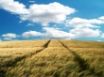 Tapety na plochu - Vista Bliss