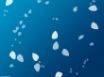 Tapety na plochu - Blue white shells