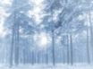 Tapety na plochu - Winter forest