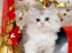 Tapety na plochu - For Presents
