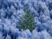 Tapety na plochu - Tree Of The Trees