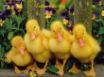 Tapety na plochu - Ducks Greetings