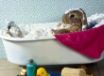 Tapety na plochu - Easter Bunny Bath