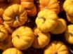 Tapety na plochu - Pumpkins