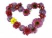 Tapety na plochu - Flowers Heart