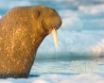Tapety na plochu - Arctic Tale