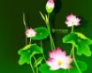 Tapety na plochu - Lily flowers