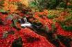 Tapety na plochu - Red leaves