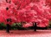 Tapety na plochu - Autumn Fantasy