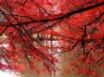 Tapety na plochu - Red Curtain