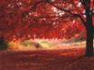 Tapety na plochu - Ombre Rosse