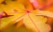 Tapety na plochu - Autumn leaf