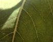 Tapety na plochu - Autumn leaf