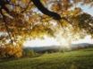 Tapety na plochu - Vista autumn leaves