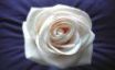 Tapety na plochu - White rose