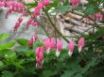 Tapety na plochu - Bleeding Hearts
