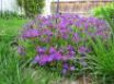 Tapety na plochu - Explosion of Purple