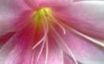 Tapety na plochu - Pink Lily