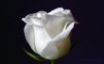 Tapety na plochu - White Rose