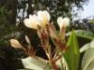 Tapety na plochu - Tulip