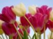 Tapety na plochu - Beautiful tulips