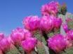 Tapety na plochu - Beavertail Cactus