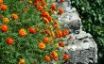 Tapety na plochu - orange beauty