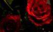 Tapety na plochu - Wet Roses