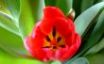 Tapety na plochu - Red Tulips