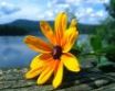 Tapety na plochu - Yellow flower