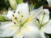 Tapety na plochu - Wonderful flowers